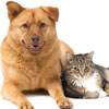 Highland Mobile Veterinary Service - Atlanta, GA - Services Highland Mobile Veterinary Service - Atlanta, GA - Services
